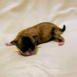 Ash - Red male Lhasa Apso puppy in Hillsboro, Oregon from Luv-N-Laughter Lhasa Apsos