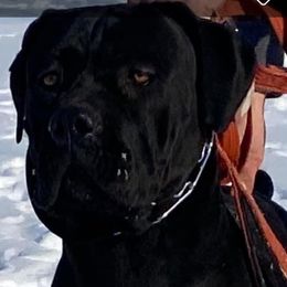 Ariya - Cane Corso