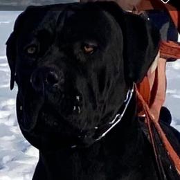 Ariya - Cane Corso