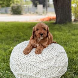 Black collar boy - Red  male Goldendoodle puppy in Spokane, Washington from Dream Doodles in Spokane WA