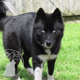 Arden - Siberian Husky