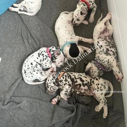 Dalmatian Puppies from Glasscock Dalmatians