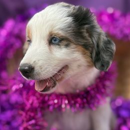 Sugarplum - Blue merle female Miniature Australian Shepherd puppy in Granbury, Texas from Jubilee Acres