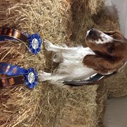 Welsh Springer Spaniel All Grown Up from Welshwood Welsh Springer Spaniels