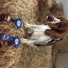 Welsh Springer Spaniel All Grown Up from Welshwood Welsh Springer Spaniels