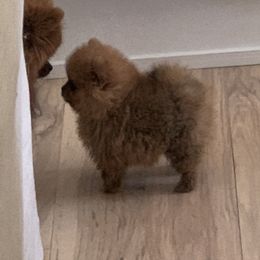 Pomeranian Puppies from Pursell Pomeranians