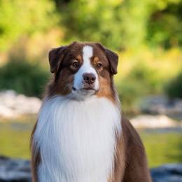 Affenpinschers and Australian Shepherds from Limelite