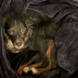 Miniature Australian Shepherd Puppies from Whits End Aussies
