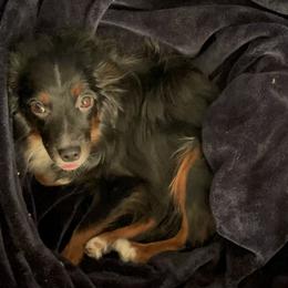 Miniature Australian Shepherd Puppies from Whits End Aussies