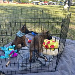 Belgian Laekenois Puppies from Sweetwater Belgian Laekenois