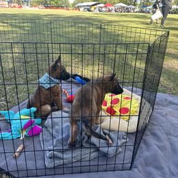 Belgian Laekenois Puppies from Sweetwater Belgian Laekenois