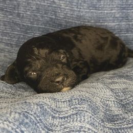 Wick - Black male Cockapoo puppy in Bedford, Iowa from Our Father’s Doodles