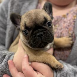 Gordy - Fawn male French Bulldog puppy in Clinton, Tennessee from Firefield’s Frenchies