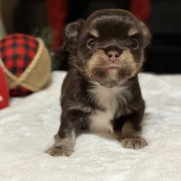 Chihuahua Puppies from Sunset Eves Chihuahuas