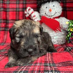 Boy 1 Orange - Brindle male Bouvier des Flandres puppy in Ashtabula, Ohio from Beulah Bouviers and Havanese