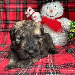 Boy 1 Orange - Brindle male Bouvier des Flandres puppy in Ashtabula, Ohio from Beulah Bouviers and Havanese