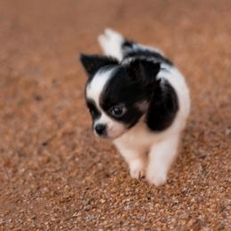 Chihuahua Puppies from Arizona Adventure Chihuahuas