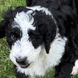 Bernedoodles from Sandra Bucher