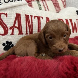 Woody - Red  male Goldendoodle puppy in The Woodlands, Texas from Gracie's Goldendoodles and Bernedoodles