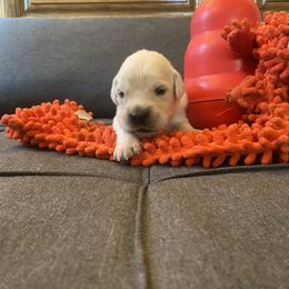 Mr Red - 16 days old - Golden Retriever puppy from Golden State Goldens