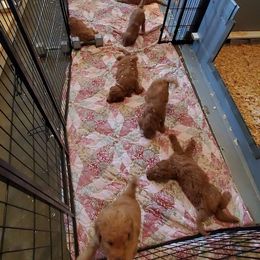 Goldendoodle Puppies from Denise Pound