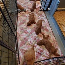 Goldendoodle Puppies from Denise Pound