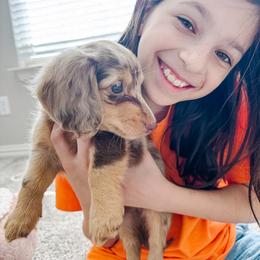 Dachshund Puppies from Lone Star Dachshunds