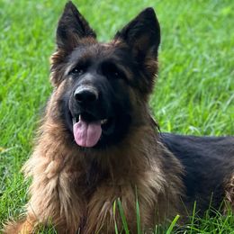 Neon - German Shepherd
