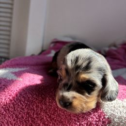 Dachshund Puppies from Western Slope Weenies