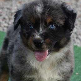 Bryer - Blue merle male Australian Shepherd puppy in Nowata, Oklahoma from 4Feathers