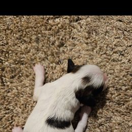 Jasper - White and black male Chinese Crested puppy in Clarksville, Tennessee from Andrews Chinese Cresteds and Euro Bassets