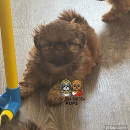 Teddy - Chocolate male Shih Tzu puppy in Walkertown, North Carolina from Lil’ Bit’s Shih Tzu