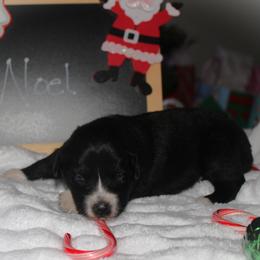 Noel - Black & white female Australian Shepherd puppy in Mocksville, North Carolina from Trailblazing Aussies