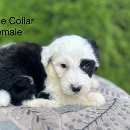 Purple Collar Female - Black and white female Sheepadoodle puppy in Hilton, New York from Finger Lakes Doodles