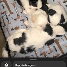 Shih Tzu Puppies from Keepin' it X-tra Shih-Tzu