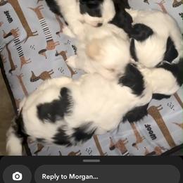 Shih Tzu Puppies from Keepin' it X-tra Shih-Tzu