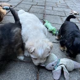 Koko - White female Miniature Schnauzer puppy in Port Orchard, Washington from Silver Bells Miniature Schnauzers