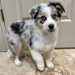 Australian Shepherd, Miniature American Shepherd, Miniature Australian Shepherd, and Toy Australian Shepherd Puppies from Painted Blue Aussies