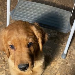 Golden Retriever Puppies from Elm Hollow Golden Retreivers