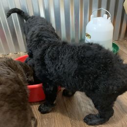 German Shorthaired Pointer and Labradoodle Puppies from Shining D Ranch