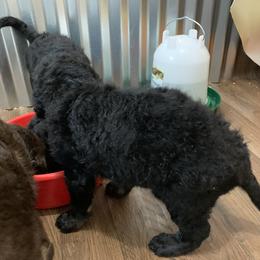 German Shorthaired Pointer and Labradoodle Puppies from Shining D Ranch