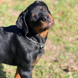 VHK's Ceasar - Black and mahogany male Rottweiler puppy in Ridgeland, South Carolina from VHK Rottweilers
