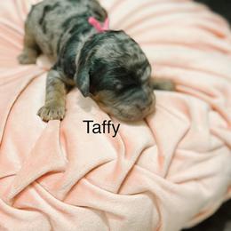 Taffy - Merle female Goldendoodle puppy in Pasco, Washington from Camp Doodle Woods