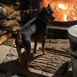 Ryder - Miniature Pinscher