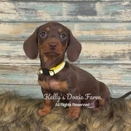 Chocolate and Tan Short Hair Yellow Collar - Chocolate and tan female Dachshund puppy in Cleveland, Tennessee from Kelly's Doxie Farm