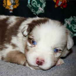 Toad - Red merle male Australian Shepherd puppy in El Dorado Springs, Missouri from HP Aussie Kennels