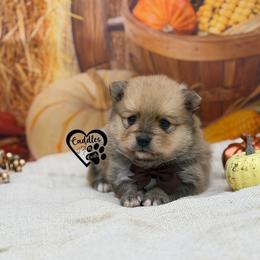 Max - Cream sable male Pomeranian puppy in Nashville, Arkansas from Cuddles n Curls