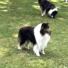 Collie Puppies from Bedford Collies