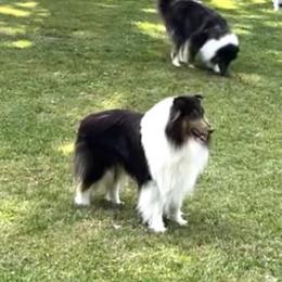 Collie Puppies from Bedford Collies