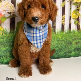Scout - Red  male Goldendoodle puppy in Pocasset, Massachusetts from Mini Goldendoodles of Cape Cod